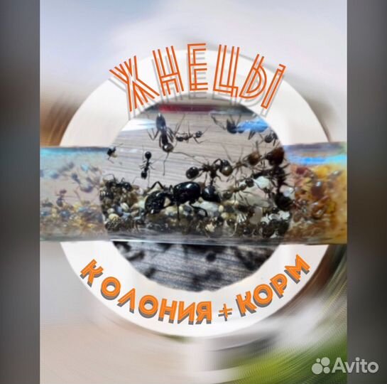 Муравьи жнецы для фермы