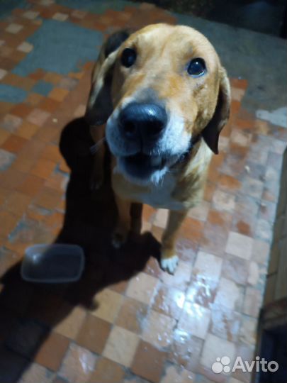 Найдена собака