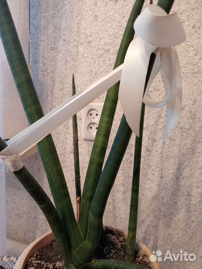 Сансевиерия патенс эд эби