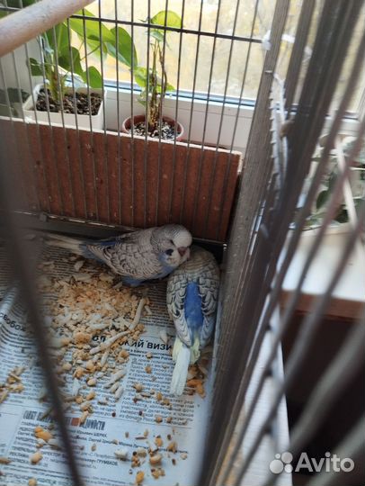 Волнистый попугай ввп чех