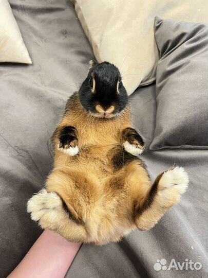 Карликовый кролик (Огневка) с клеткой