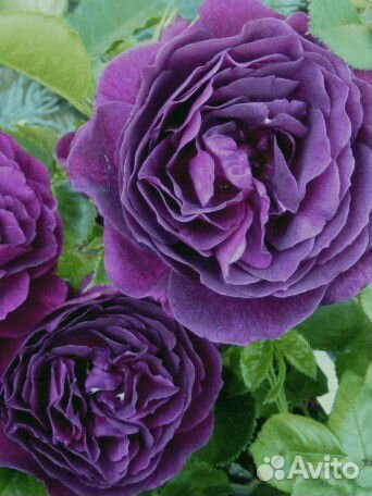 Цветущие растения