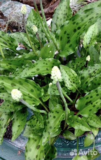 Дримиопсис