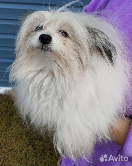 Шпиц+папильон