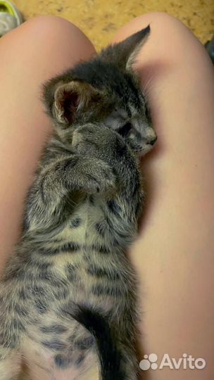 Котенок