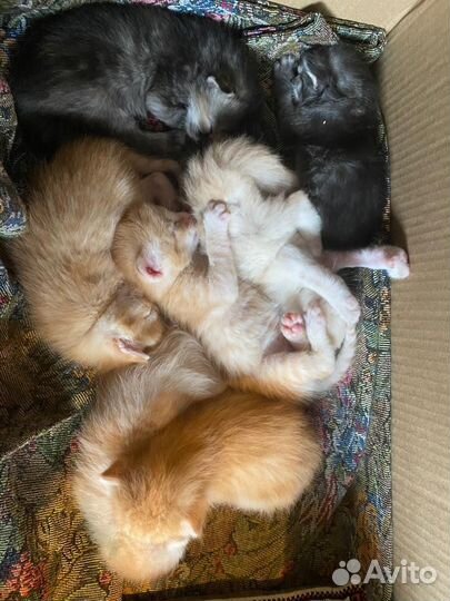 Котята в добрые руки даром