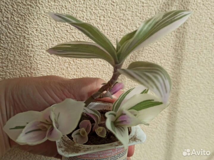 Традесканция белая