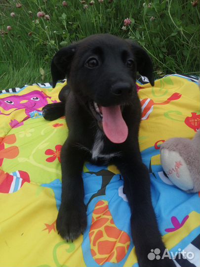 Щенок в добрые руки