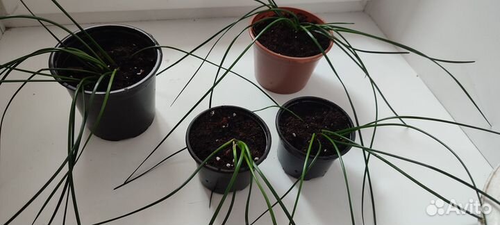 Зефирантес белый