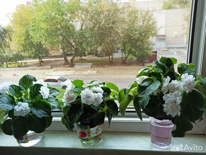 Сортовая фиалка