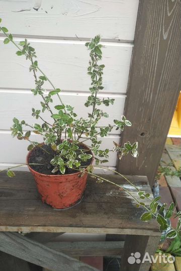 Бересклет Форчуна