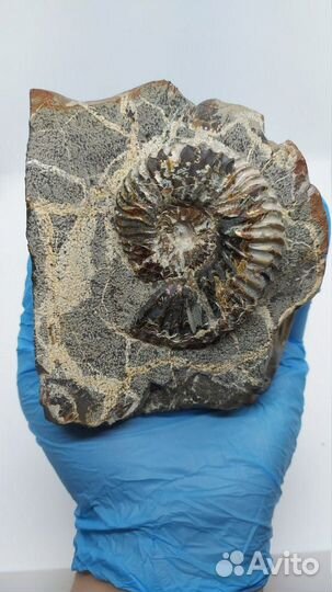 Окаменелости аммониты