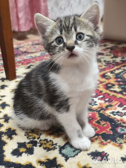 Котенок в хорошие руки