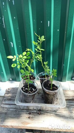 Роза плетистая