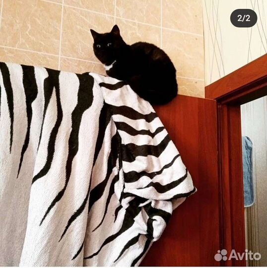 Кошечка Черри