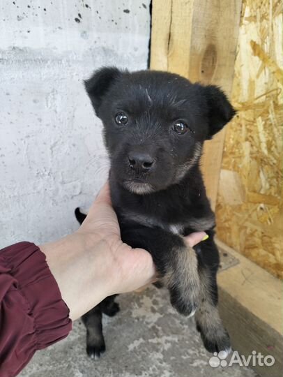 Собаки щенки мальчик