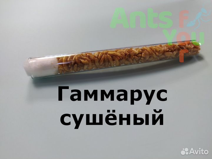 Набор для муравьёв, корм и аксессуары