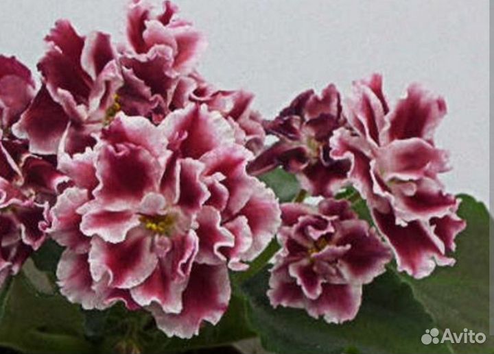 Фиалки сортовые