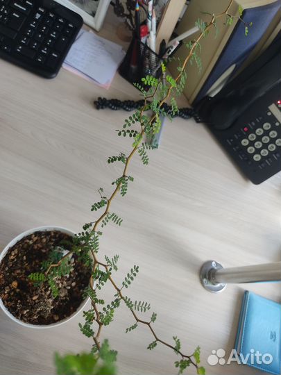 Софора простертая, Prostrata, Little Baby