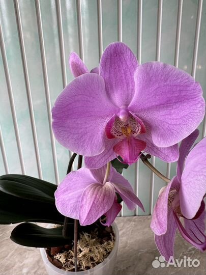 Орхидея фаленопсис