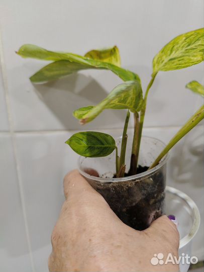 Ктенанта моррена