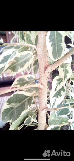 Редкий фикус де Гантель