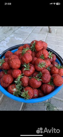 Рассада клубники