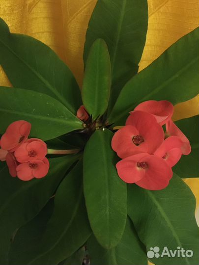 Молочай миля крупноцветковый