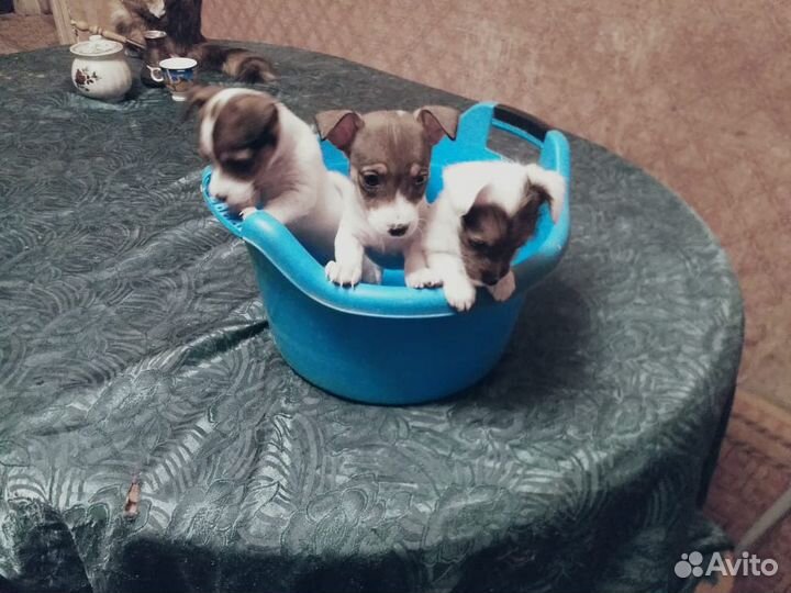 Щенки Джек рассел терьер