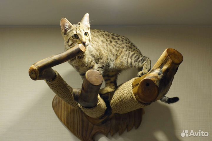 Лазалка для кошек