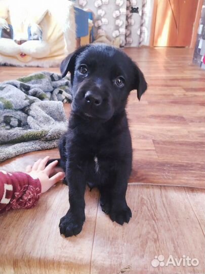 Зоогостиница Передержка Любых Животных