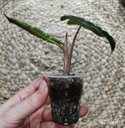 Алоказия полли