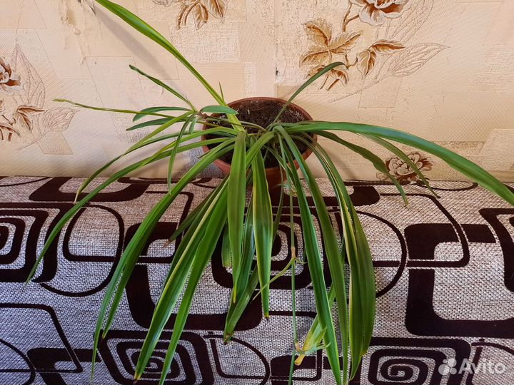 Хлорофитум без горшка