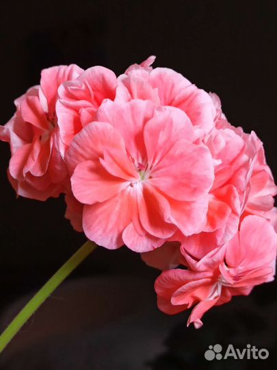 Герань пеларгония