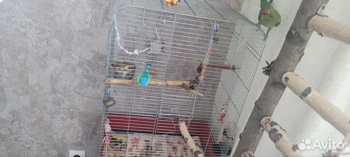 Ожереловый попугай самец