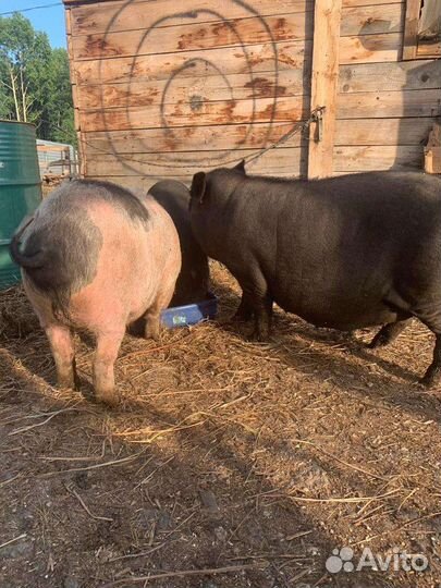 Вьетнамские вислобрюхие свиньи