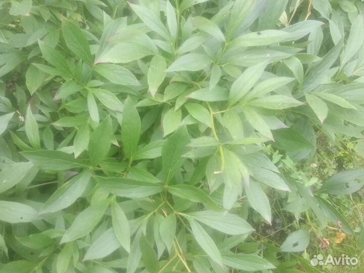 Саженцы Лимонник, Вишня, рябина, каштан