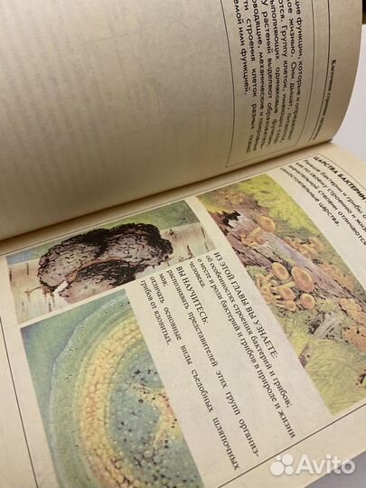 Учебник Биология 6 кл Пасечник Новый