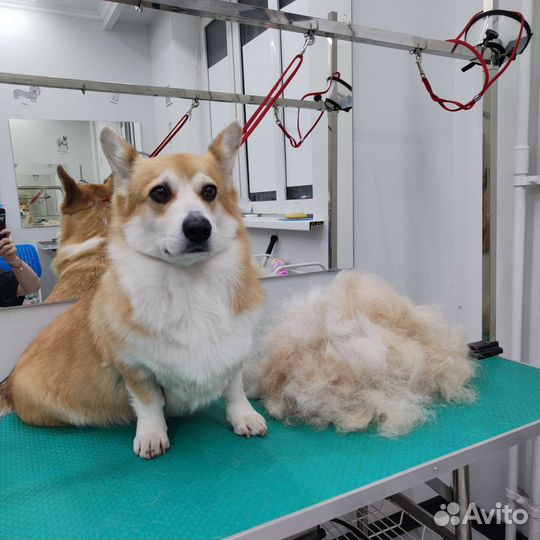 Услуги грумера