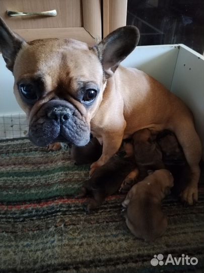 Французский бульдог щенки