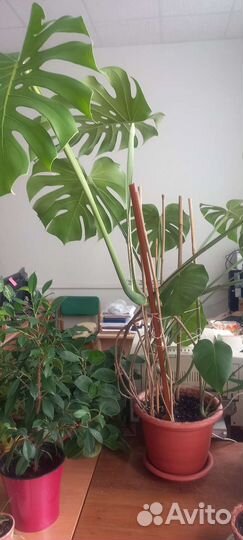 Монстера деликатесная