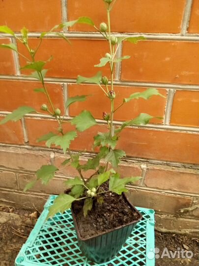 Гибискус Древовидный Махровый