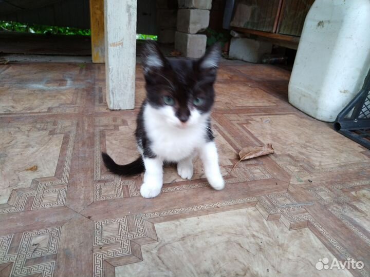 Коты мышеловы