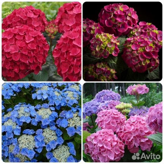 Гортензии крупнолистные