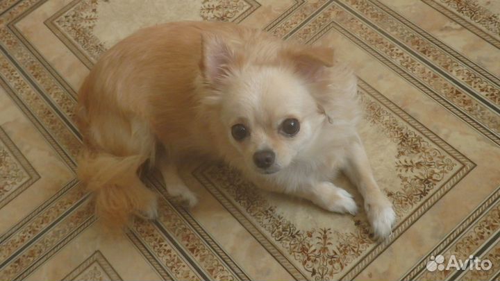 Длинношерстные чихуахуа