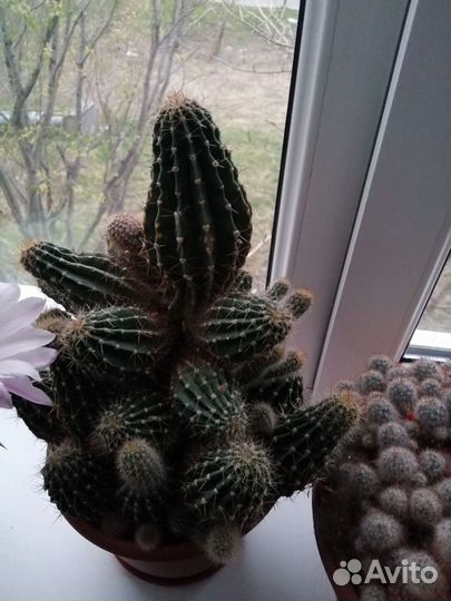 Кактус