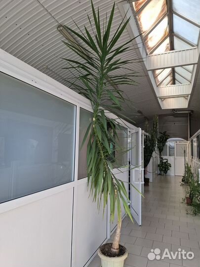 Пальма юкка