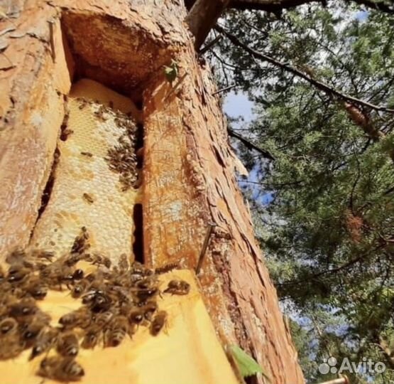 Дикий лесной мёд, северной пчелы, бортевой мёд