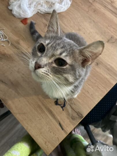 Котики даром