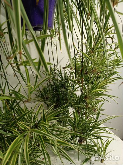 Хлорофитум хохлатый